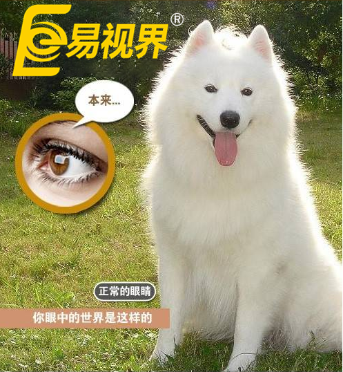 不一樣的眼病，不一樣的世界