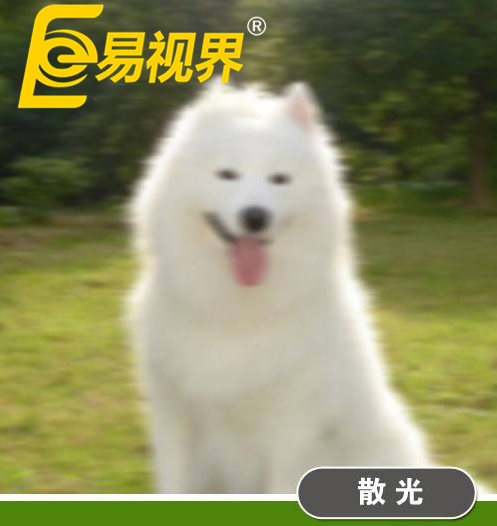 不一樣的眼病，不一樣的世界