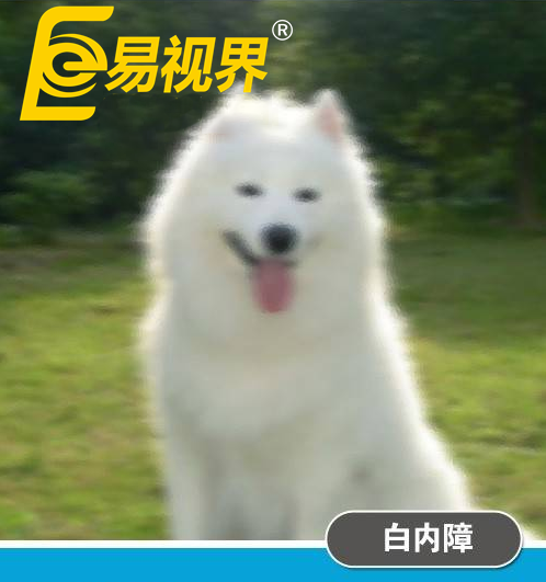 不一樣的眼病，不一樣的世界