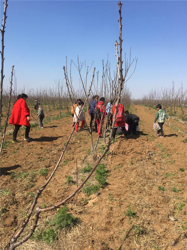 易視界客戶(hù)在認(rèn)真挖野菜